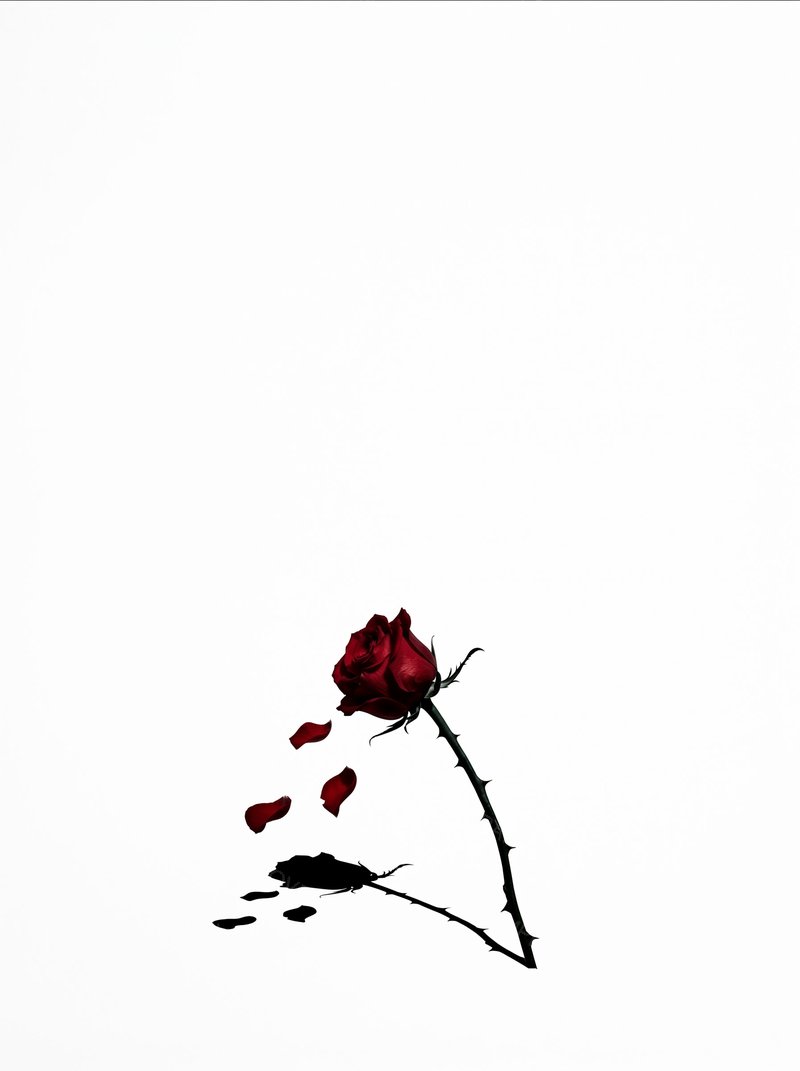 Contemporary cover — artwork only